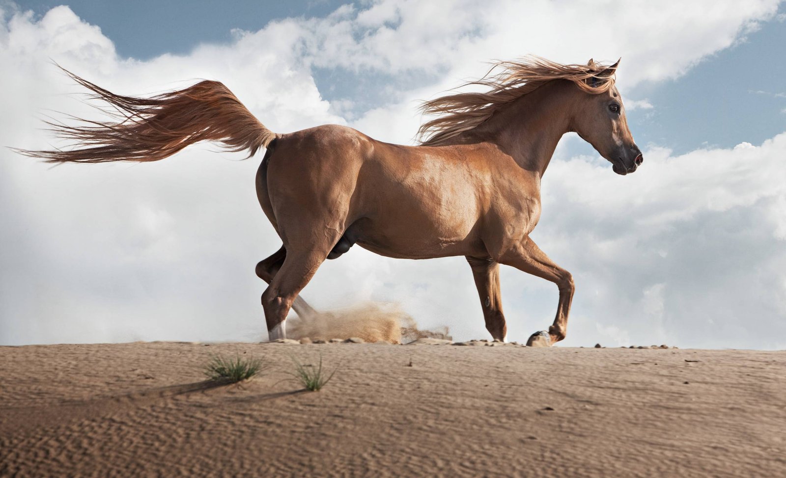 5-strange-horse-breeds-in-the-world